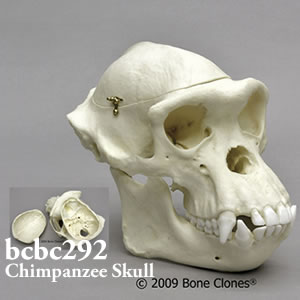 チンパンジー頭蓋骨模型、頭蓋冠分離型 チンパンジー頭蓋骨模型 Bone Clones ボーンクローン