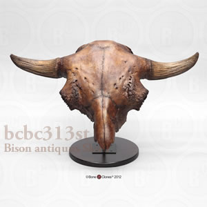ビソン・アンティクウス頭蓋骨レプリカ・スタンド付 BCBC313ST Bison antiquus Bone Clones ボーンクローン