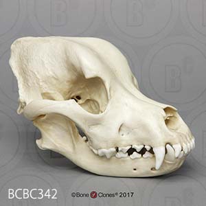 犬の頭蓋骨模型　犬種 ロットワイラー BCBC342 Bone Clones