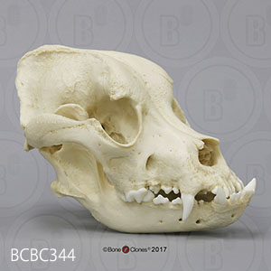 犬の頭蓋骨模型　犬種 ブルマスティフ BCBC344 Bone Clones