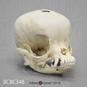 犬の頭蓋骨模型　犬種 チワワ（アップルヘッド） BCBC348 Bone Clones