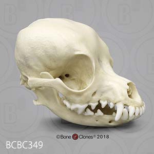 犬の頭蓋骨模型　犬種 チワワ（ディア―ヘッド） BCBC349 Bone Clones