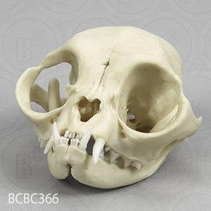 ペルシャ猫の頭蓋骨模型 BCBC366 Bone Clones ボーンクローン