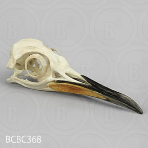 鳥類の頭蓋骨模型 BCBC368 オウサマペンギン Bone Clones ボーンクローン