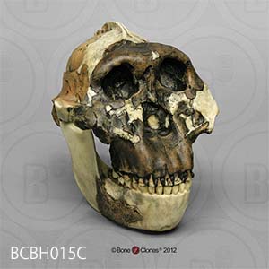 化石人類模型　アウストラロピテクス・ボイセイ頭蓋骨模型 BCBH015C Bone Clones