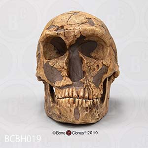 化石人類模型　ネアンデルタール人頭蓋骨模型 BCBH019 Bone Clones