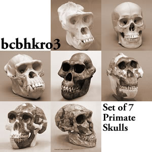 霊長類の頭蓋骨比較セット BCBHKRO3 Bone Clones ボーンクローン