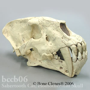 サーベルタイガー、ホモテリウム頭蓋骨レプリカ BCCB06 Homotherium cf. crenatidens Bone Clones ボーンクローン