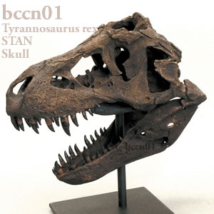ティラノサウルス STAN 頭蓋骨レプリカ（9分の1スケール）・スタンド付 