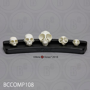 BCCOMP108 小型霊長類の比較頭蓋骨模型5個セット Bone Clones ボーンクローン