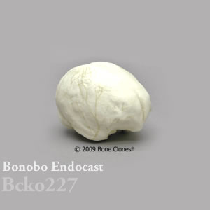 頭蓋エンドキャスト・ボノボ　オス BCKO227 Pan paniscus Bone Clones ボーンクローン