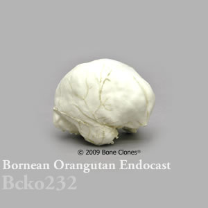 頭蓋エンドキャスト・ボルネオオランウータン　オス BCKO232 Pongo pygmaeus Bone Clones ボーンクローン