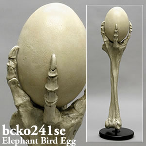 エピオルニス（象鳥）の卵模型・ディスプレイスタンドセット BCKO241SE Bone Clones ボーンクローン