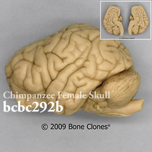 bcko292b チンパンジー脳模型 Bone Clones ボーンクローン