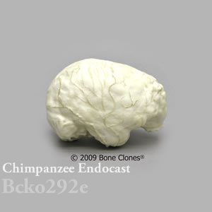 頭蓋エンドキャスト・チンパンジー　オス BCKO292E Pan troglodytes Bone Clones ボーンクローン