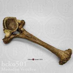 マストドンの椎骨レプリカ BCKO501 Mammut americanum Bone Clones ボーンクローン
