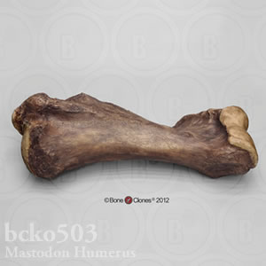 マストドンの上腕骨レプリカ BCKO503 Mammut americanum Bone Clones ボーンクローン