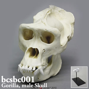 bcsbc001　ゴリラの頭蓋骨模型・オスゴリラ Bone Clones ボーンクローン