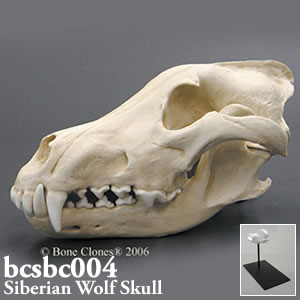 シベリアオオカミ頭蓋骨模型（スタンド付） BCSBC004 Bone Clones ボーンクローン