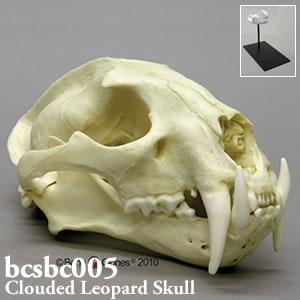 ウンピョウ頭蓋骨模型 BCSBC005 ネコ目ネコ科 Bone Clones ボーンクローン