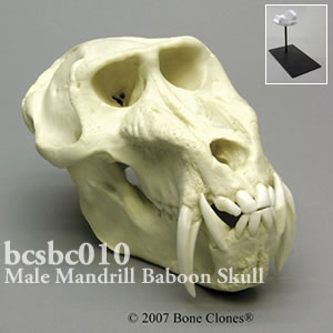 bcsbc010 マンドリル頭蓋骨模型（オス） Bone Clones ボーンクローン
