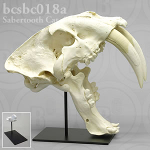 サーベルタイガー、スミロドン頭蓋骨レプリカ・Antique（スタンド付） BCSBC018A Smilodon fatalis (californicus) Bone Clones ボーンクローン