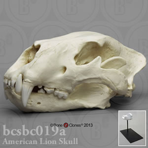 アメリカライオン頭蓋骨レプリカ・Antique（スタンド付） BCSBC019A Felis atrox Bone Clones ボーンクローン