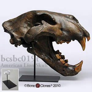 アメリカライオン頭蓋骨レプリカ・Tarpit（スタンド付） BCSBC019T Felis atrox Bone Clones ボーンクローン