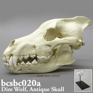 狼の頭蓋骨模型　ダイアウルフ BCSBC020A Bone Clones ボーンクローン