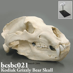 bcsbc021 コディアックヒグマ頭蓋骨模型 Bone Clones ボーンクローン