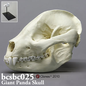 bcsbc025 ジャイアントパンダ頭蓋骨模型 Bone Clones ボーンクローン