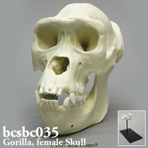 bcsbc035 雌ゴリラの頭蓋骨模型 Bone Clones ボーンクローン