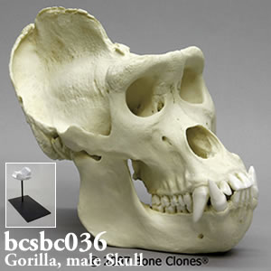 ゴリラの頭蓋骨模型・オス BCSBC036 Bone Clones ボーンクローン