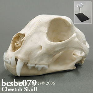 チーター頭蓋骨模型 BCSBC079　ネコ科動物頭蓋骨レプリカ Bone Clones ボーンクローン