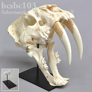 サーベルタイガー、スミロドン・ポプラトル頭蓋骨レプリカ（スタンド付） BCSBC103 Smilodon populator Bone Clones ボーンクローン