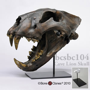 ホラアナライオン頭蓋骨レプリカ（スタンド付） BCSBC104 Panthera spelaea Bone Clones ボーンクローン