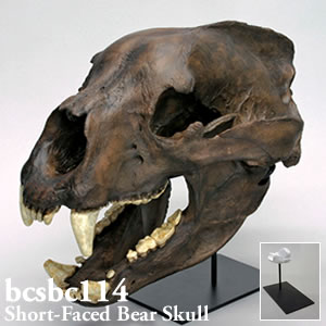 ショートフェイスベア頭蓋骨模型（スタンド付） BCSBC114 Bone Clones ボーンクローン