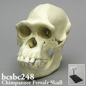 チンパンジー頭蓋骨模型（メス） BCSBC248 Bone Clones ボーンクローン