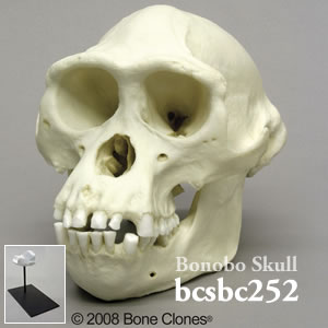 bcsbc252 ボノボ頭蓋骨模型（オス） Bone Clones ボーンクローン