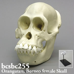 雌ボルネオオランウータンの頭蓋骨模型 BCSBC255 Bone Clones ボーンクローン
