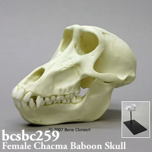 BCSBC259 チャクマヒヒ頭蓋骨模型（メス） Bone Clones ボーンクローン