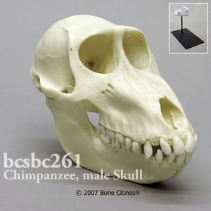 bcsbc261 マンドリル頭蓋骨模型（メス） Bone Clones ボーンクローン