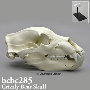 ヒグマ頭蓋骨模型（スタンド付） BCSBC285 Bone Clones ボーンクローン