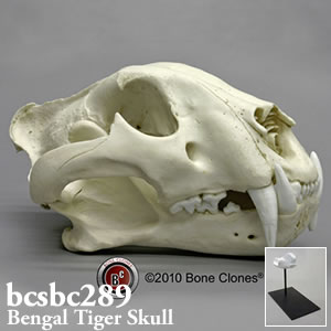 トラ頭蓋骨模型 bcsbc289 ベンガルトラ Bone Clones ボーンクローン
