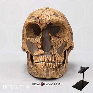 化石人類模型　ネアンデルタール人頭蓋骨模型（スタンド付） BCSBH019 Bone Clones