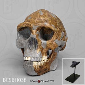 化石人類模型　ホモ・エレクトス頭蓋骨模型（スタンド付） BCSBH038 Bone Clones