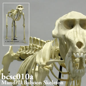 bcsc010a BCSC010A Bone Clones ボーンクローン