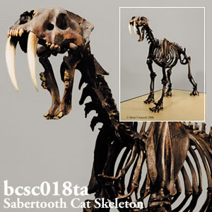 bcsc018ta BCSC018TA Bone Clones ボーンクローン