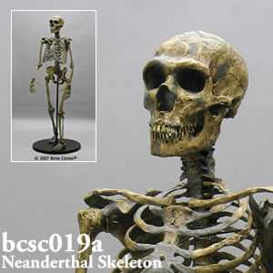 bcsc019a BCSC019A Bone Clones ボーンクローン