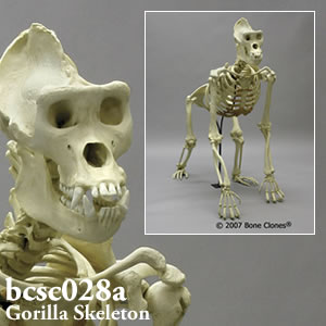 bcsc028a BCSC028A Bone Clones ボーンクローン